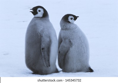 2,483 Young Emperor Penguin Images, Stock Photos & Vectors | Shutterstock