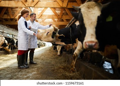 4,222 Dairy calf farmer young Images, Stock Photos & Vectors | Shutterstock