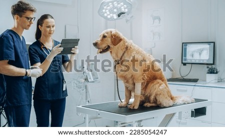 Two Young Female and Male Veterinarians Using a Tablet Computer with Diagnosis Software. Golden Retriever Obediently Standing on Examination Table in a Modern Veterinary Clinic