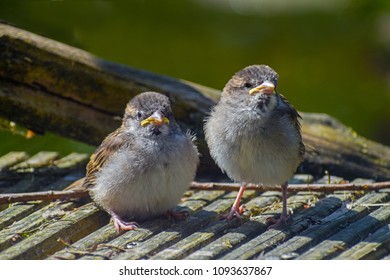 Two Young Fledgling House Sparrows Passer Stock Photo 1093637867 ...