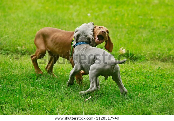 Two Young Funny Cute Puppies Silver Stock Photo Edit Now 1128517940