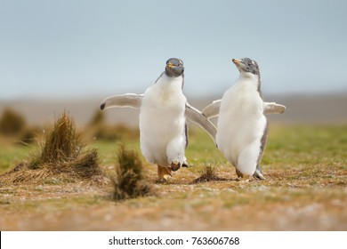 Two young gentoo penguin chicks happily running on the grass field in the Falkland islands.  Wildlife and its behavior.