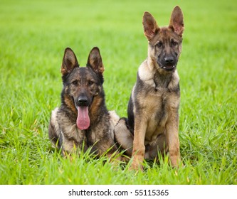 Two Young German Shepherd On Green Stock Photo 55115365 | Shutterstock