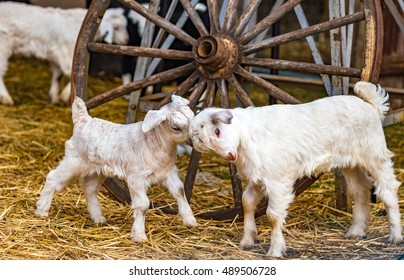 Two Young Goat Kids Next To An Old Wagon Wheel, Headbutting In A Barnyard Scene