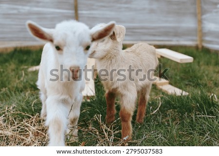 Two young goats explore a grassy outdoor area with wooden structures in a natural lifestyle setting during a calm day.