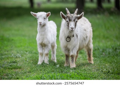 Two young goats stand side by side in a lush green field, surrounded by trees. Their playful nature is evident as they curiously observe their surroundings on a calm day.