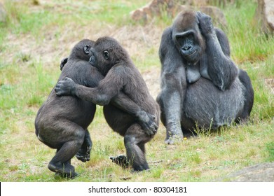Two young gorillas dancing while the mother is watching