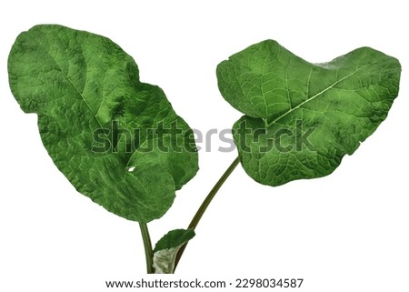Two young green leaves of a growing greater burdock isolated on white or transparent background. Clipart of a useful plant that is used in cooking and traditional medicine