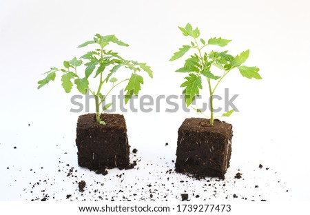 Two young green plant tomato with green leave in black square soil on white background . Food plant concept.