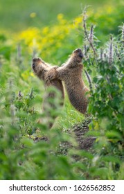Two young groundhogs having fun and playing on the grass