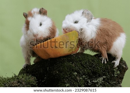 Two young guinea pigs are eating a papaya that has fallen to the ground. This rodent mammal has the scientific name Cavia porcellus.
