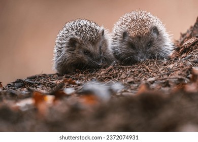 Two Young hedgehogs in natural habitat. Autumn forest. Erinaceus europaeus. Erinaceus roumanicus. - Powered by Shutterstock