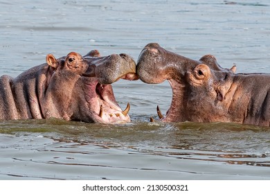 Two young hippopotamus (Hippopotamus amphibius), hippos with a wide open mouth playing in Queen Elizabeth National Park, Uganda, Africa