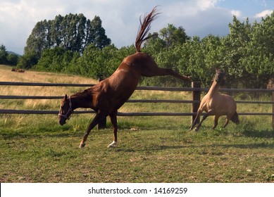 two young horses playing at the farm