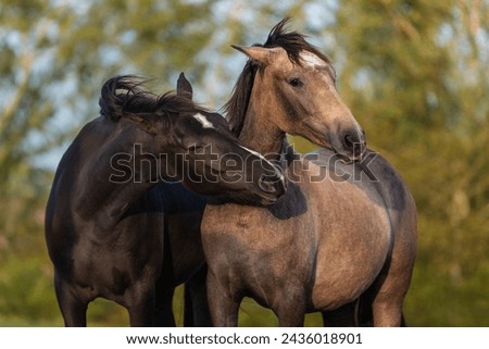 Similar – Image, Stock Photo two horses in the pasture on a foggy autumn morning with diffused sunlight
