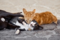 Two Young Kittens Playing, Wrestling And Tackle, Trying To Bite Each Other, Greece