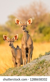 two young kudu antelopes at sunset, wild kudu antelopes portrait in sunset light