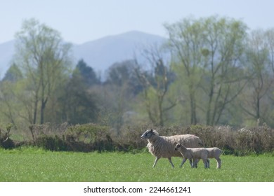 Two young lambs cuddle up close to their mother as they walk across a luscious green field. Near the Malvern hills which are visible in the background