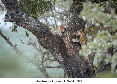 Two young Leopard playing in a tree in Kruger National park, South Africa ; Specie Panthera pardus family of Felidae