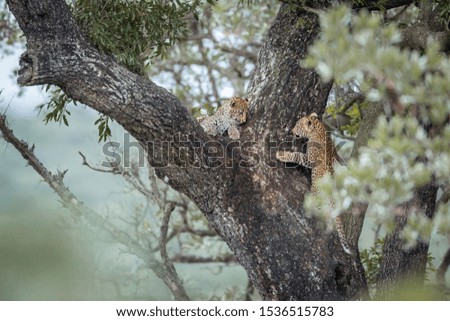 Two young Leopard playing in a tree in Kruger National park, South Africa ; Specie Panthera pardus family of Felidae