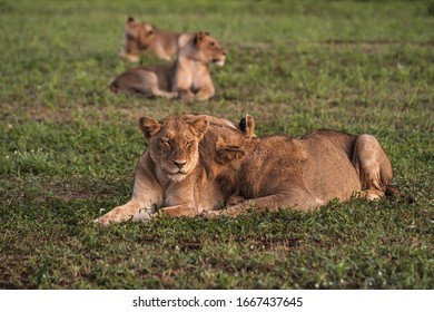 477 Two lions together young Images, Stock Photos & Vectors | Shutterstock