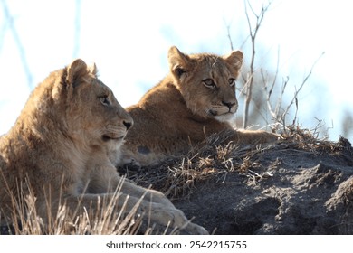 Two young lions rest on a rocky outcrop, gazing into the distance under the bright blue sky of the African savannah. - Powered by Shutterstock