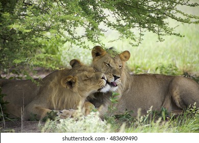 Two young lions sitting and giving cuddles to each other in the bush of Moremi Game Reserve in Botswana. The Untouched safari paradise in Africa