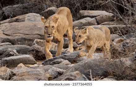 Two young lions walking on the rocks of a kopje.  - Powered by Shutterstock