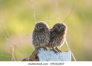 Two Young little owl Athene noctua in the wild.