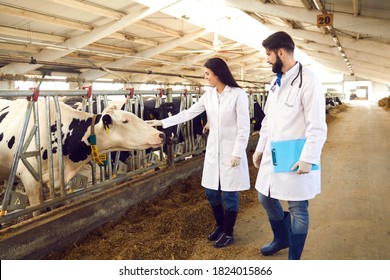 Two young livestock vets in lab coats checking on cows in cowshed on dairy farm, female doctor stroking cow tenderly. Regular veterinary monitoring, medical care and cattle breeding concepts