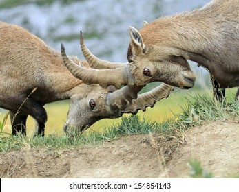 ibex animal fighting