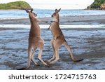 Two young male kangaroos boxing and playing with each other with big energy, at the beach in front of the ocean, sunset time. Full body picture. Cape Hillsborough, Queensland, Australia, Oceania