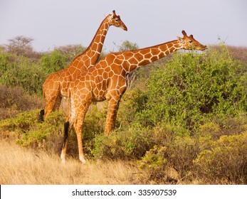 Two young males of reticulated giraffe (Giraffa camelopardalis reticulata)  eating leaves from bushes of savannah in Samburu National Reserve Kenya 