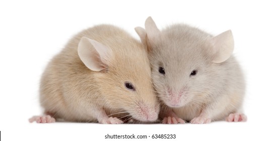 Cute animals  Two-young-mice-front-white-260nw-63485233