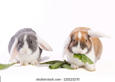 74 Dutch white eared mini lops Images, Stock Photos & Vectors ...