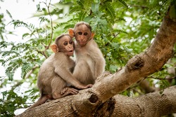 Two Young Monkeys Sitting On A Tree Branch.