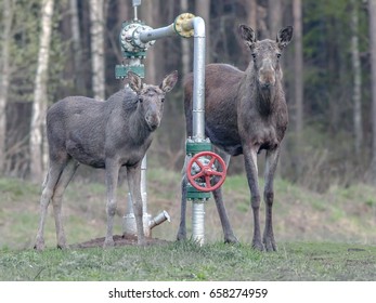 Two Young Moose Walking Through The Field Near The Forest, Moose Closeup