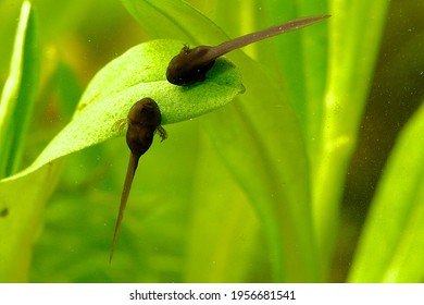 Two young one day old tadpoles of larvae of Common grass frog with parts they use for sticking to surfaces and external gills hanging with back and belly towards camera on aquatic plant of Myosotis