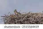 Two young ospreys in a nest and looking.