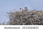 Two young ospreys in a nest and looking.