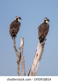 Two young ospreys waiting for parents to feed them.