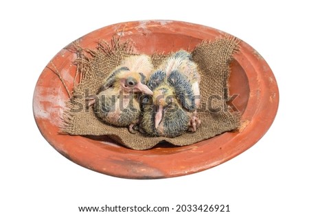 Two young pigeon chicks above a clay dish on white background close up