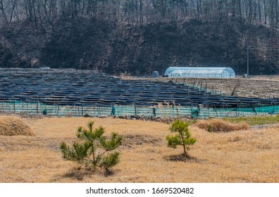 Two Young Pine Trees In Front Of Rows Of Ginseng Crop With Greenhouse In Background.