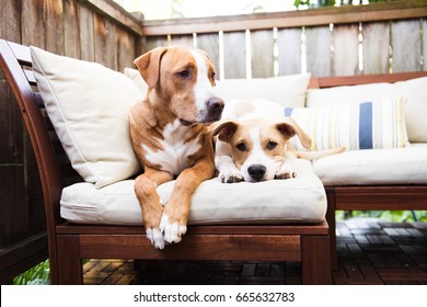 dog patio chair