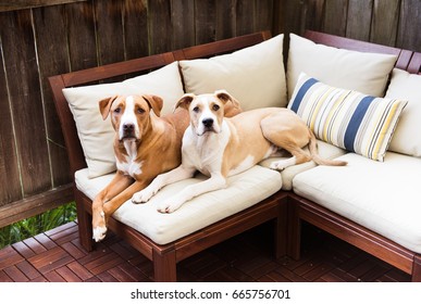 dog patio chair