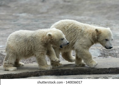 Two Young Polar Bear Cubs In Quest Of Adventure. 