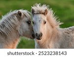 Two Young Ponies Nuzzling in an Evening Pasture in Rural Iceland, Captured in Soft Natural Light, Displaying Affectionate Behavior