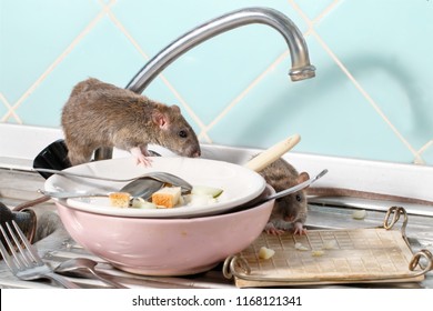 Two Young Rats (Rattus) Near The Water Faucet And Dishes With The Leftovers Of Food On A Plate On Sink At The Kitchen. Fight With Rodents In The Apartment. Extermination.