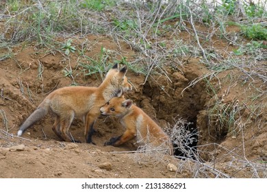 Two young red Fox near his hole. Vulpes vulpes close up. A fox cub bites another fox cub's paw.