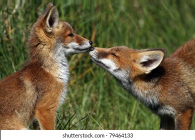 Baby Red Fox Images Stock Photos Vectors Shutterstock